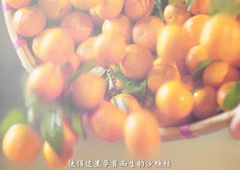 原产地鲜果生榨，沙糖桔不仅能炫，还能大口喝？