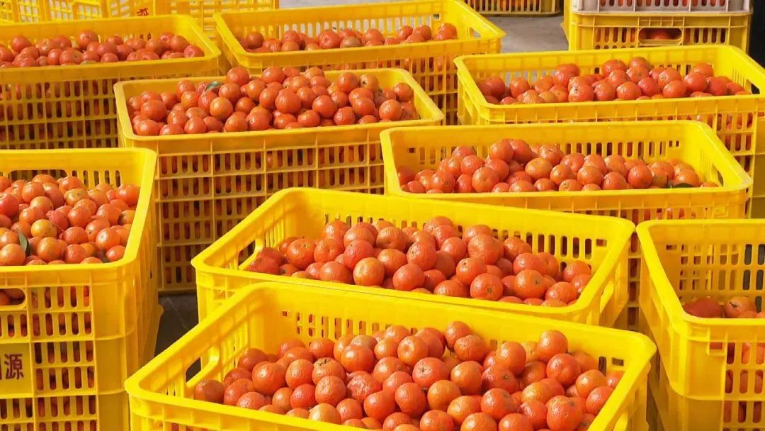 四会大沙：以桔为媒搭起“两化融合”一道桥