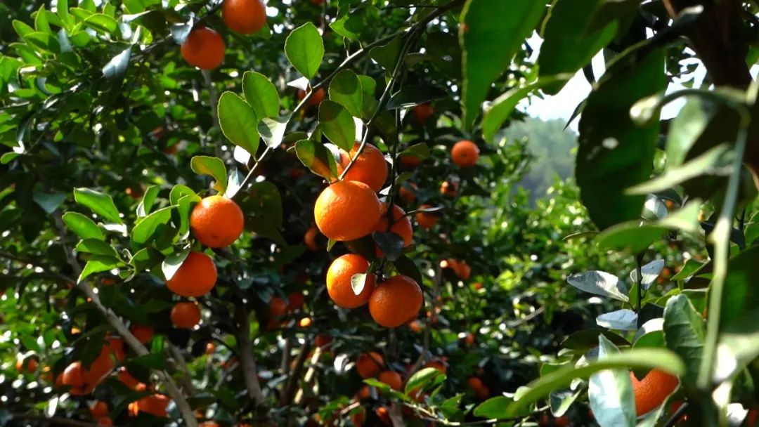 原产地鲜果生榨，沙糖桔不仅能炫，还能大口喝？